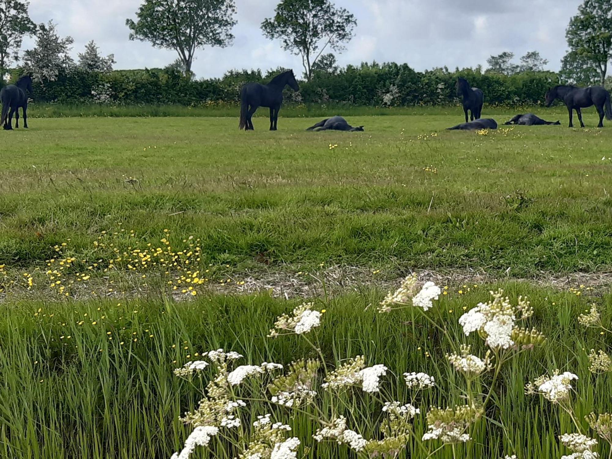 Wetterwillefriesland Wommels Экстерьер фото